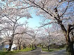 春の飯野堰堤公園
