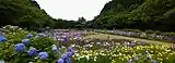 池田池の菖蒲園(新居浜市)
