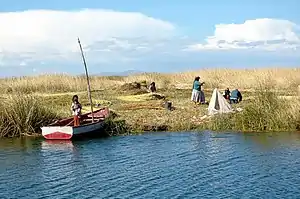 チチカカ湖でトトラを収穫するウル人。これは伝統的に葦船を作るために使用されてきた