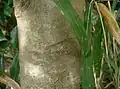 樹皮