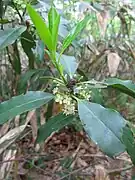 4本の雄蕊のみを持つ雄花