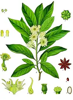 植物画