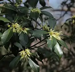 花を付けたシキミ、養老山地（岐阜県海津市）にて、2013年3月25日撮影