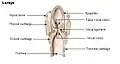 咽頭 Larynx