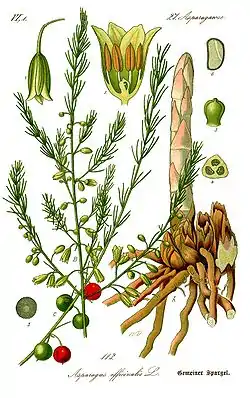 Asparagus plumosus