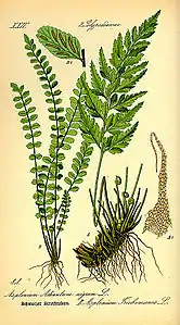 Asplenium trichomanes
