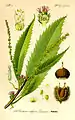 ThomeのFlora von Deutschland, Osterreich und der Schweiz, 1885年に描かれたヨーロッパグリ