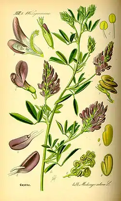 Medicago sativa