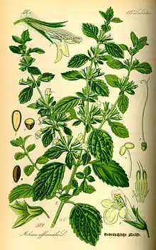File:Illustration Melissa officinalis0.jpg
