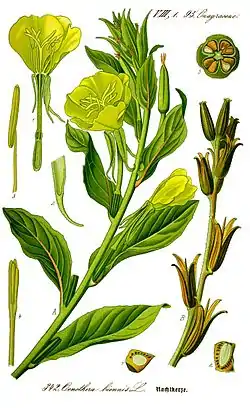 Oenothera biennis