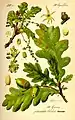 Thomé, Flora von Deutschland, Österreich und der Schweiz 1885 から。