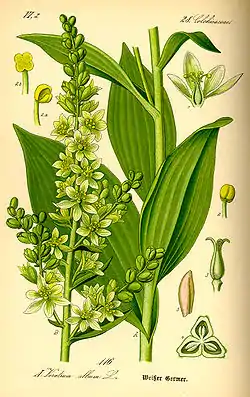 Veratrum album（スケッチ）