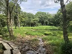 葦毛湿原