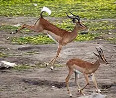 成熟したオスのカオグロインパラのストッティング、ナミビア