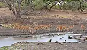 動物の水場の例。