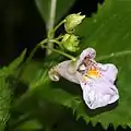 エンシュウツリフネI. hypophylla var. microhypophylla
