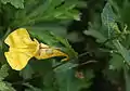 2011年8月・伊吹山