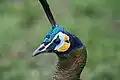 オスの頭部