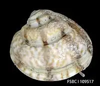 Lirophora latilirata