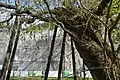 しだれ桜の幹