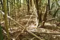 後円部から前方部を望む