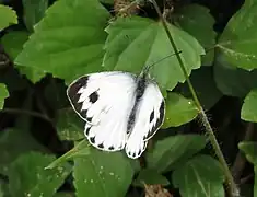 Pierini(シロチョウ族)タイワンモンシロチョウ