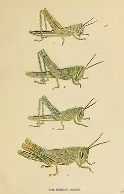 Indian Insect Life (1909)に描かれた本種