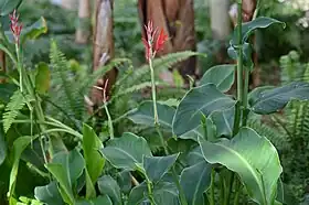 ダンドクの花（茨城県植物園）