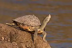 ベニマワリセタカガメ