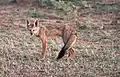 ベンガルギツネV. bengalensis