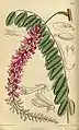 Indigofera pendula