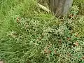 芝生の上に伸びる姿