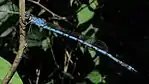 ホソミオツネントンボのオスIndolestes peregrinus