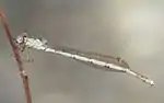 ホソミオツネントンボのメスIndolestes peregrinus
