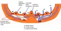 鼠径窩 (inguinal fossae)