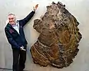 Inoceramus(Sphenoceramus) steenstrupi