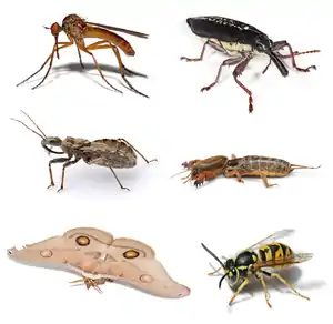 六脚類の昆虫