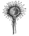 ダーウィン著作の文献内に描かれたモウセンゴケの図