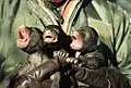 生まれたばかりの子熊