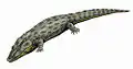 Intasuchus silvicolaペルム紀に生息。頭長20センチメートル。