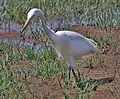 チュウサギArdea intermedia