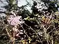 着生の様子