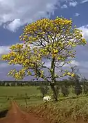 コガネノウゼン（Handroanthus chrysotrichus）