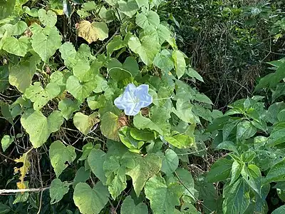1月には19時頃から翌朝9時頃まで開花