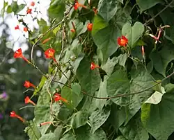Ipomoea coccinea