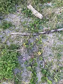 石垣市白保海岸のソコベニヒルガオ