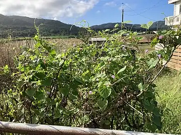 沖縄県石垣市名蔵