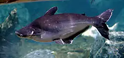 成魚