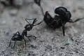 グリーンヘッドアリ （Rhytidoponera metallica）を攻撃する様子