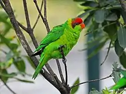 アカマユインコ